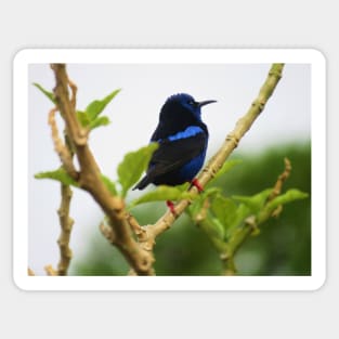 Red Legged Honeycreeper Sticker